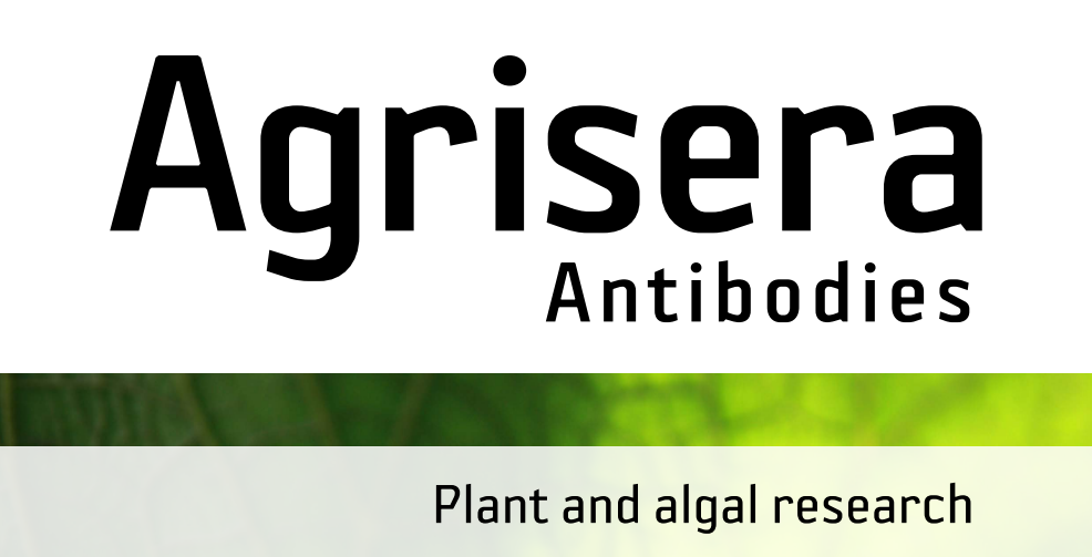 Agrisera MicroRNA相關(guān)研究植物蛋白抗體火熱促銷中！